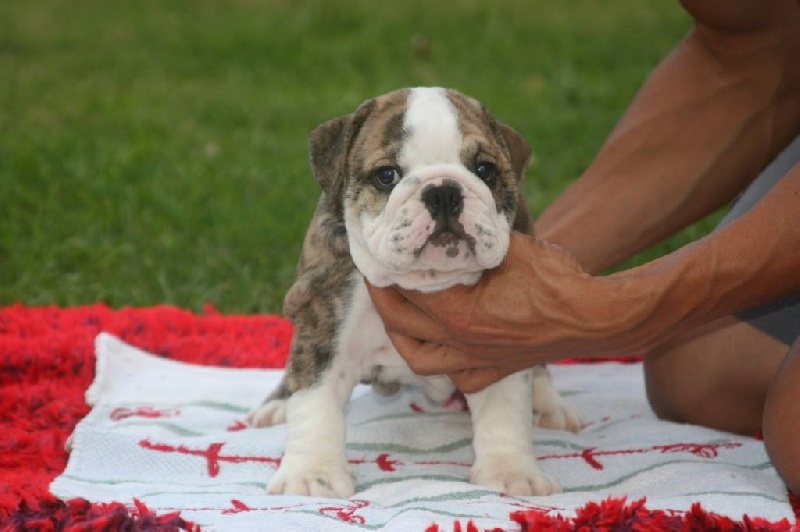 du Domaine des Remparts - Bulldog Anglais - Portée née le 09/09/2014