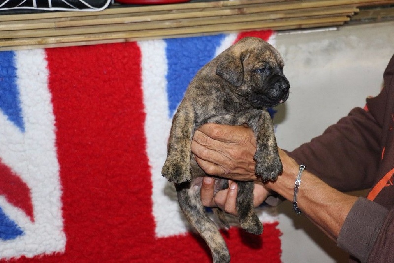 du Domaine des Remparts - Chiots disponibles - Dogo Canario